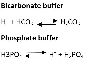 bicarbonate and phosphate buffers