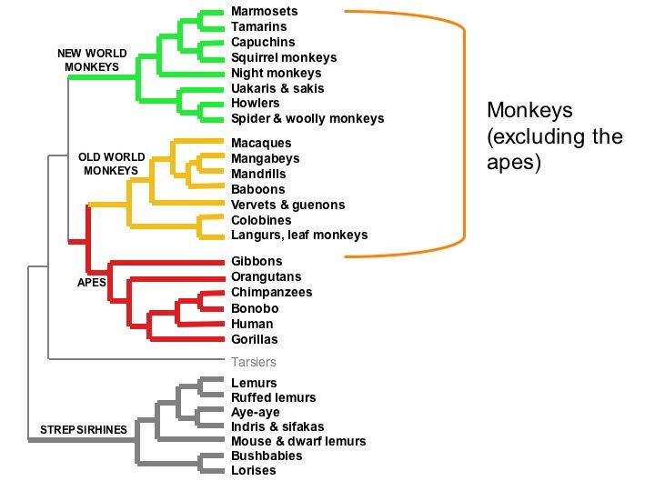 humans are related to apes