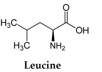 Leucine amino acid
