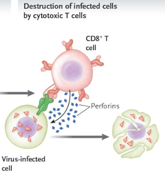 T cells kill virus infected cells