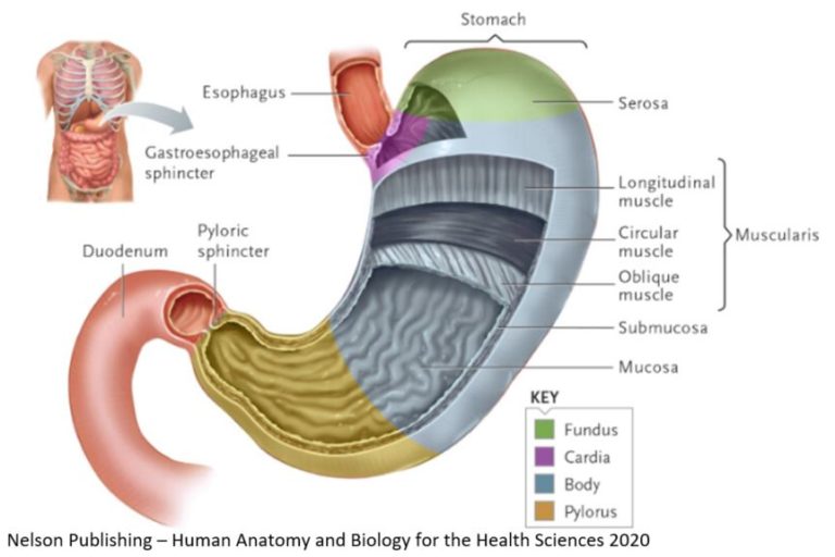 Acid Reflux is most commonly caused by LOW acid production Dr Wendi's
