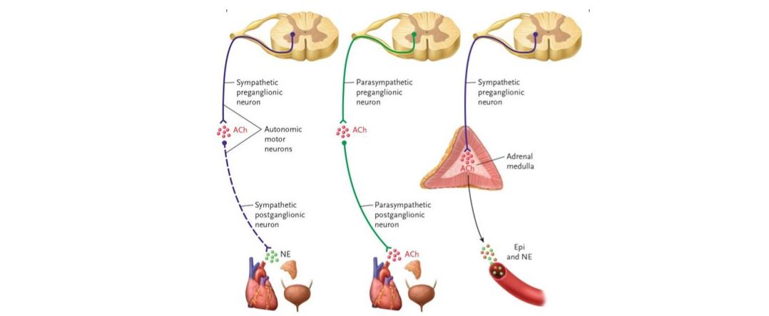 autonomic nervous system