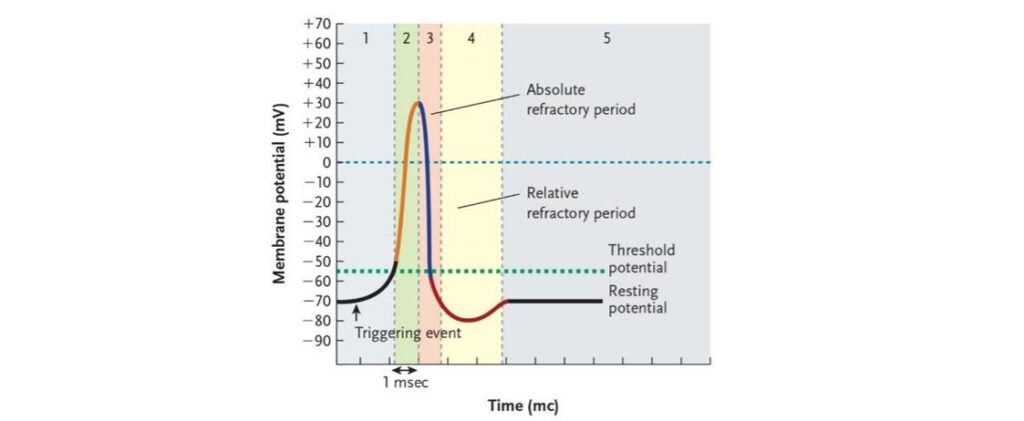 action potentials graded potentials