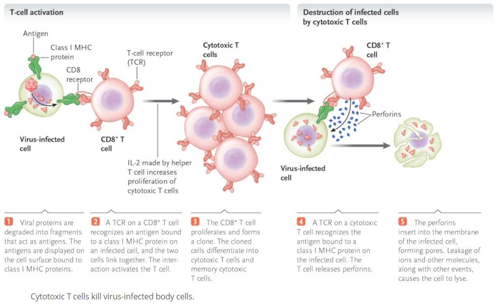 cytotoxic T cells