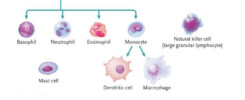 Innate Immune cells