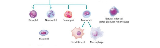 Innate Immune cells