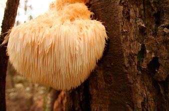 Lion's Mane mushroom