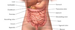 digestive organs